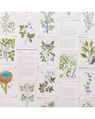 Healing Plants: A Botanical Card Deck (50 Cards and Booklet) - 4
